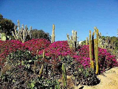Photo Cactus Garden 2 Plant