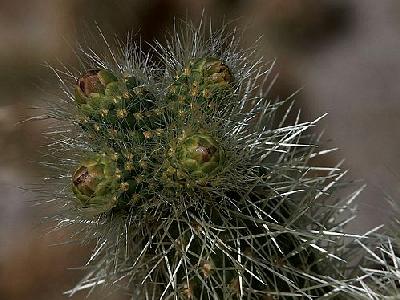 Photo Cactus Needles Plant