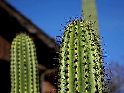 Photo Cactus Needles 2 Plant