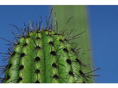Photo Cactus Thorns Plant