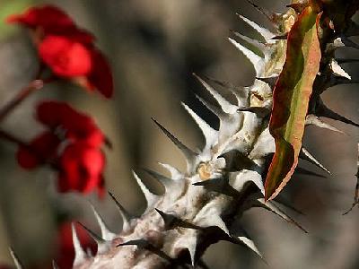 Photo Cactus Thorns 2 Plant