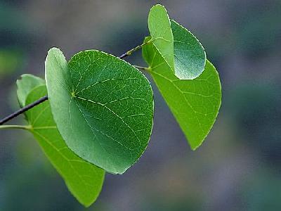 Photo Canyon Leaves Plant