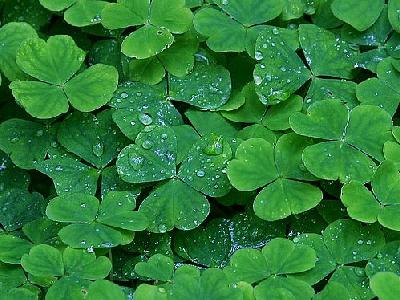 Photo Clover Plant