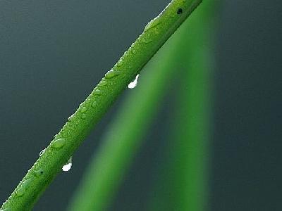 Photo Dew Drop Plant