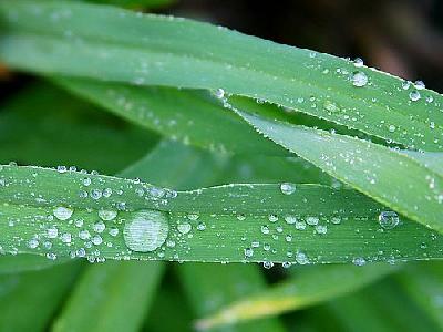 Photo Drops Plant