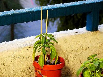 Photo Flowerpot Plant Plant