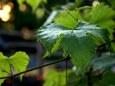 Photo Grape Leaf Plant