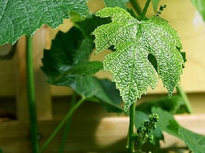 Photo Grape Leaf 2 Plant