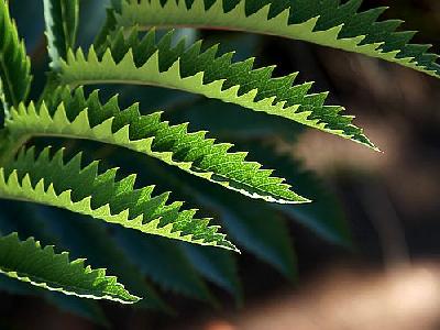Photo Jagged Leaves Plant