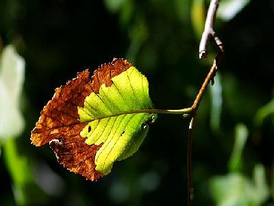 Photo Leaf Plant