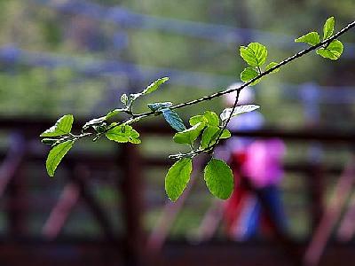 Photo Leaves Plant