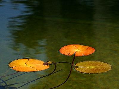 Photo Lotus Plant