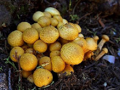 Photo Mushrooms Plant