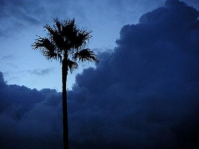 Photo Palm Tree Plant