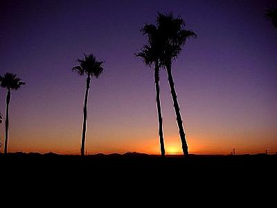 Photo Palm Trees And Sunrise Plant