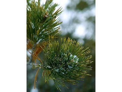 Photo Pine Plant