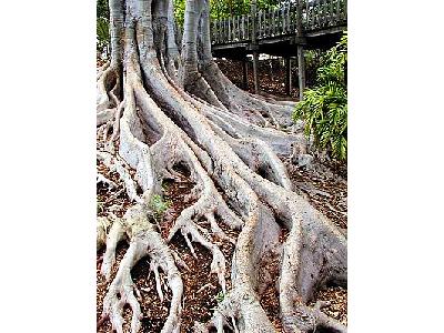 Photo Roots Plant