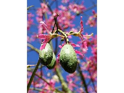 Photo Seed Pods Plant
