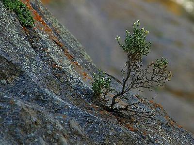 Photo Seedling Plant