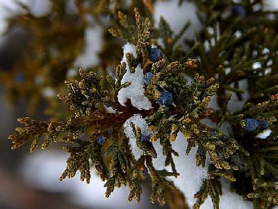 Photo Snow Tree Plant