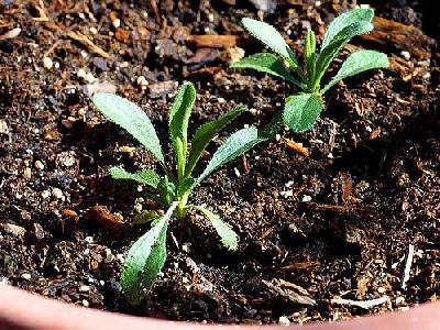 Photo Sprouts In Dirt Plant