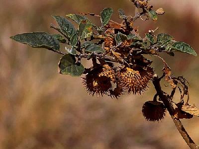 Photo Thorny Seed Pod Plant