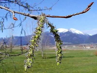 Photo Tree Plant