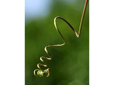 Photo Vines Plant