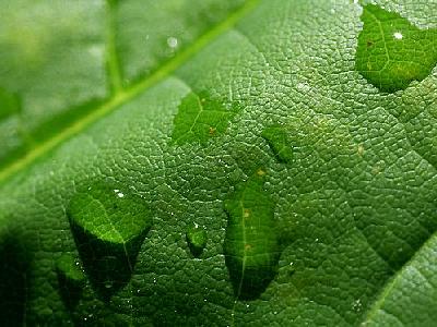 Photo Water Beads Plant