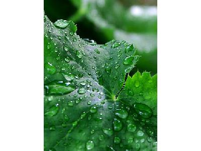 Photo Water Droplets Plant