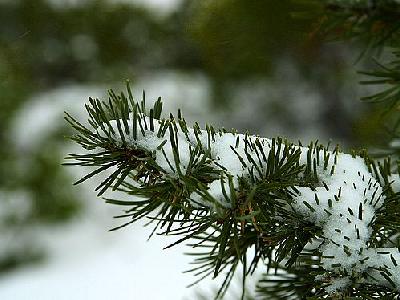 Photo Winter Pines Plant