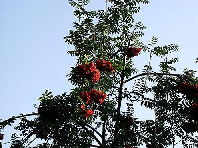 Photo Rowanberry Plant