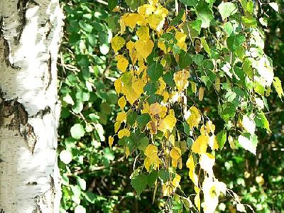 Photo Birch Leaves 2 Plant