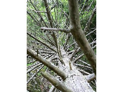 Photo Fallen Branshy Tree Plant