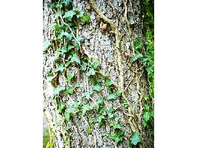 Photo Ivy Climbing Tree Plant