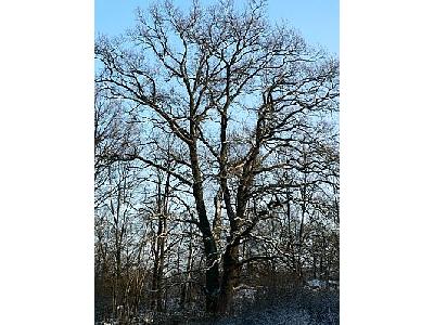 Photo Oak Tree In Winter Plant