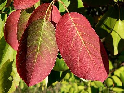 Photo Red Autumn Leaves 2 Plant