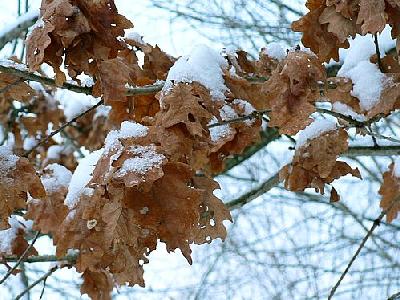 Photo Winter Oak Leaves Plant