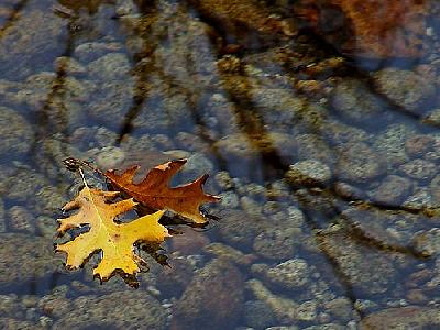 Photo Leaves In A Stream Plant