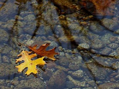 Photo Leaves In A Stream Plant