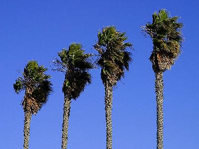 Photo Palm Trees Plant