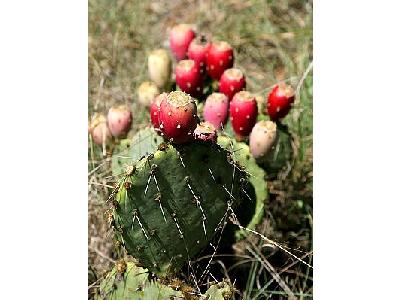 Photo Prickly Pear Cactus Plant