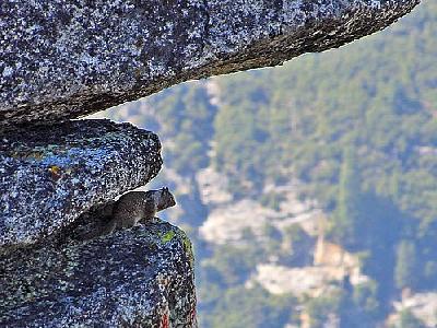 Photo Flying Squirrels In Yosemite Travel