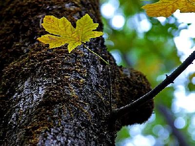 Photo Oak Tree Travel