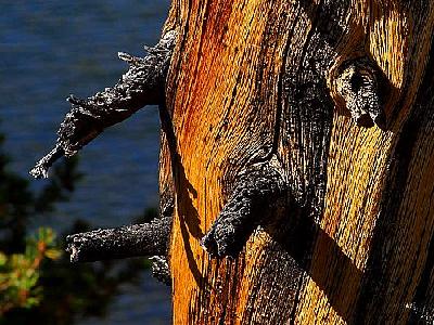 Photo Old Pine In Yosemite Travel