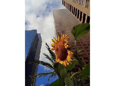 Photo Los Angeles Skyscrapers Travel