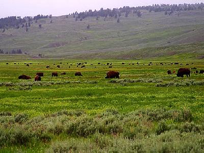 Photo Lamar Valley Travel