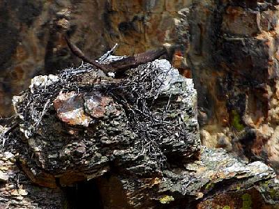 Photo Osprey Nest Travel