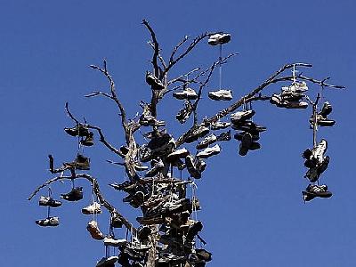 Photo Shoe Tree Travel