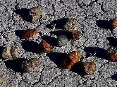 Photo Petrified Wood Travel